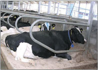単一の列のタイプは妊娠した雌牛/牛のための牛自由な停止に電流を通しました