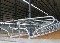 熱い-電流を通された単一の列のタイプ鋼管クランプ牛は若い牛のために自由に停止します