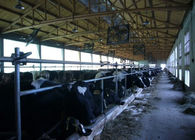 ミルクの輸送の水路が付いているパイプラインの牛/ヤギの搾り出すパーラー