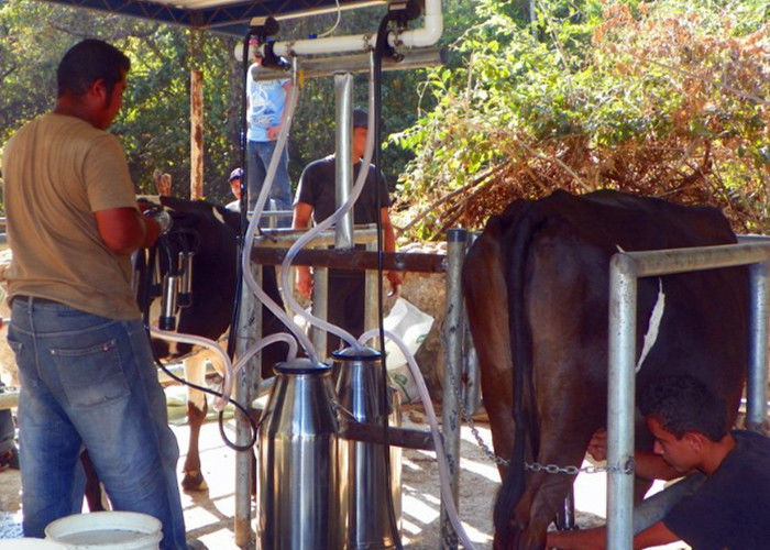 乳牛、ヒツジのための小さいアルミニウム バケツの移動式搾り出す機械